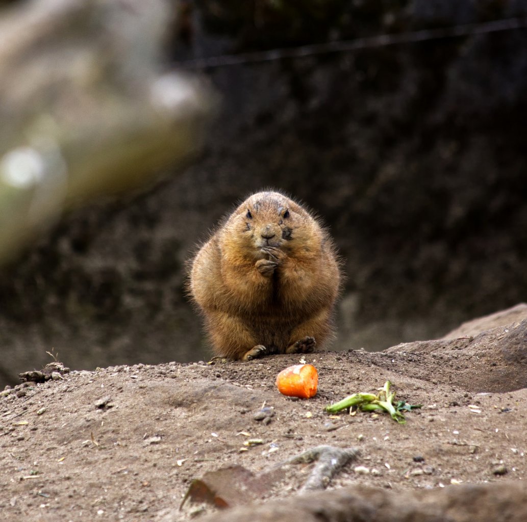 [04/04/2022] Update vom 04.04.2022: Foto von BobBarker2014