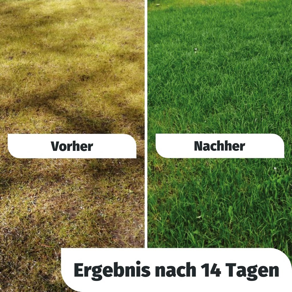 Innerhalb kurzer Zeit verwandelt sich Ihr Rasen in ein sattes Grün.