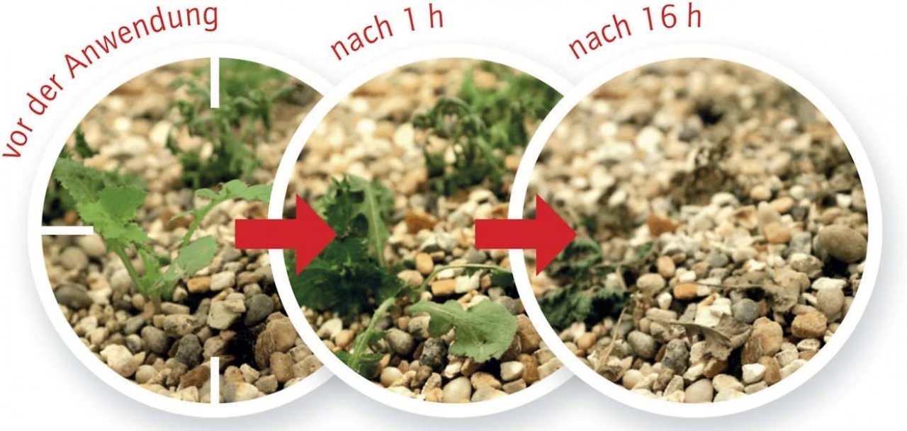 Bestseller-Unkrautvernichter: Schon nach einer Stunde sieht man erste Ergebnisse.