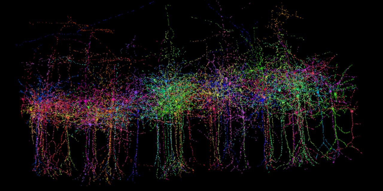 [12/04/2025] Gigantischer Datensatz: 1,6 Petabyte dokumentieren ein Kubikmillimeter Gehirn