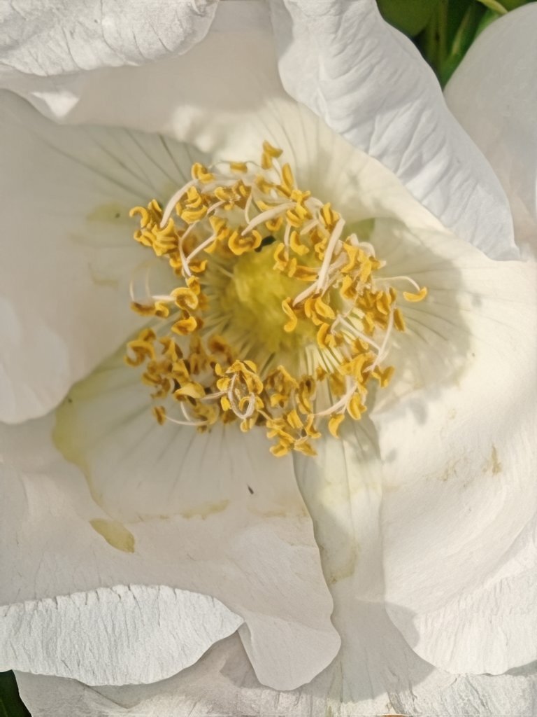 [03/07/2025] Blüte aus 10 cm Entfernung einfach