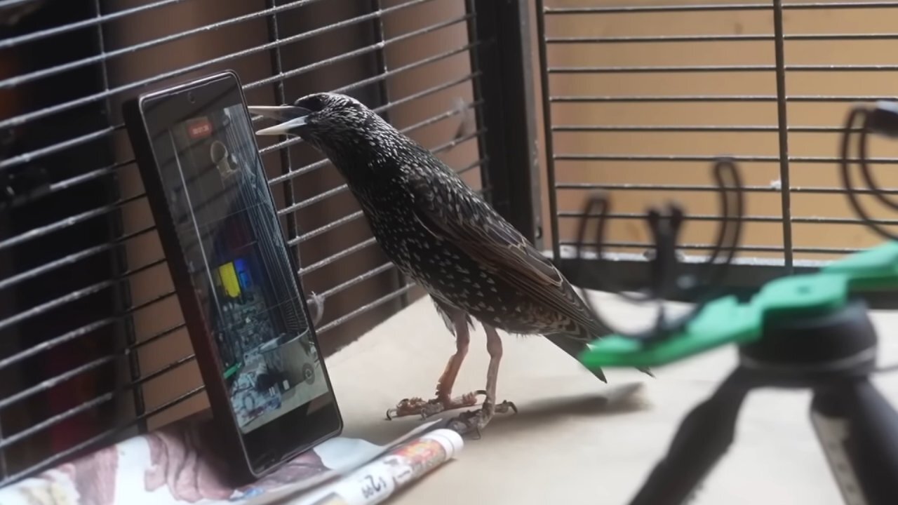 [29/07/2025] Ein YouTuber schafft es, eine Bilddatei auf einem Singvogel zu speichern. Ist das dann eine neue Form von Cloud-Speicher?