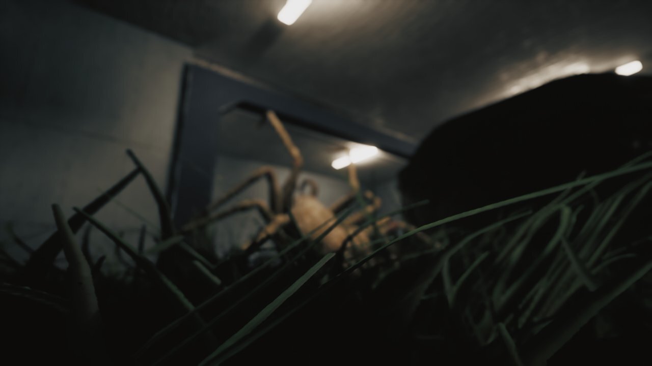 [29/09/2025] Huntsman: Survival-Horror nichts für Arachnophobiker! (1)
