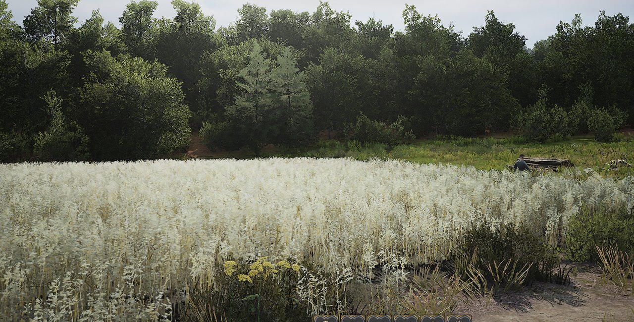 [20/07/2026] Hafer auf dem Feld.
