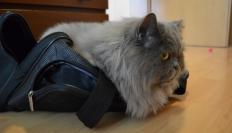 Das versprochene Katzenfoto.