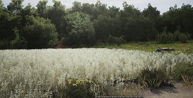 Hafer auf dem Feld.