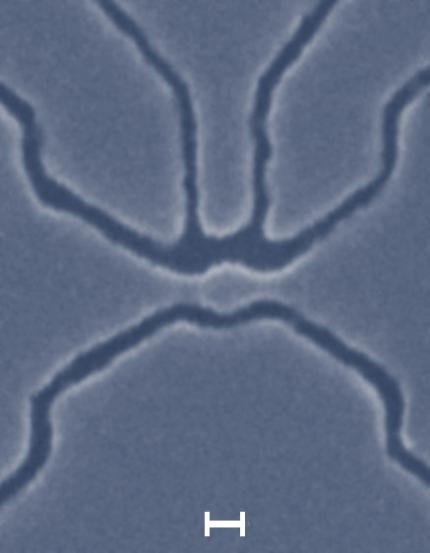 Elektronenmikroskop-Aufnahme des 1nm-Kohlenstoff-Transistor. (Bild: Mesoscopic Physics Group der Universität Manchester)