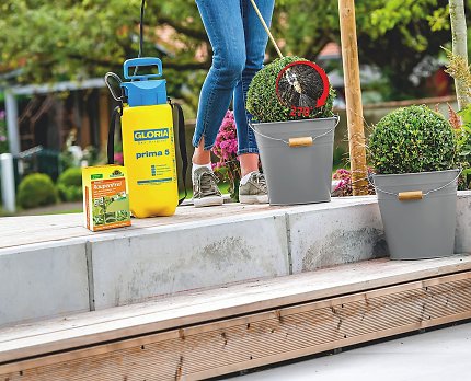 Das Spritzmittel sollte stets auf Ober- und Unterseite der Pflanze aufgetragen werden.