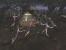THQ: Evil Dead: Hail to the King (Flop)