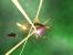 Independence War 2: Edge of Chaos: 83 versus 96 (Presse versus User)