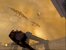 Turok