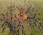 Armies of Exigo bekommt 2004 eher dürftige Wertungen, wer sich aber mal im Spiel festgebissen hat, wird leidlich gut unterhalten.