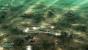 Command & Conquer - Tiberium Wars