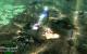 Command & Conquer - Tiberium Wars