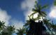 Crysis SP Demo(2.560x1.600, 4x MSAA, 16:1 AF): God-Rays Aus (Bild: PCGH)