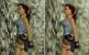 Tomb Raider: Bilineare Filterung aus (links) und an (rechts) (Bild: PCGH)