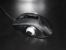 Silverstone Sabertooth-Maus mit 3.200 DPI und OLED-Display (Bild: Pro-clockers.com)