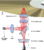 Funktionsweise des Multibeams