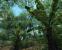 Crysis 5120x4096, all high, dx9, resized (Bild: "Rebell", 3dcenter.de)