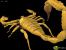 Techdemo-Galerie: Scorpion, Hardware-TnL-Demo zur Geforce 256 (1999)