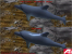 Ati-Techdemos: Radeon 8500: Dolphin