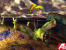 Ati-Techdemos: Radeon 8500: Island