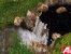 Ati-Techdemos: Radeon 8500: Nature