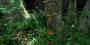 Texturen für Wälder in Crysis. Quelle: <a class="posRel pe-4" href="http://www.crymod.com/thread.php?threadid=30218" target="_blank" rel="noopener " >Crymod-Forum<span class="icon extLinkIcon posAbs"></span></a>
