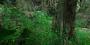 Texturen für Wälder in Crysis. Quelle: <a class="posRel pe-4" href="http://www.crymod.com/thread.php?threadid=30218" target="_blank" rel="noopener " >Crymod-Forum<span class="icon extLinkIcon posAbs"></span></a>