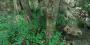 Texturen für Wälder in Crysis. Quelle: <a class="posRel pe-4" href="http://www.crymod.com/thread.php?threadid=30218" target="_blank" rel="noopener " >Crymod-Forum<span class="icon extLinkIcon posAbs"></span></a>
