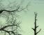 Fallout 3: TAA, Geforce
