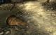 Fallout 3: Benchmark-Test mit dem HD-Texture-Pack (1)