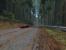 Need for Speed: Porsche mit 4x SGSSAA @ Voodoo5 6000 (37)