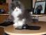 Lesertest Roccat Kone - Erste Bilder der Leser (16)