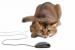 Userbilder Roccat Kone (7)