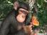 Ati-Techdemos: Radeon 9800: Chimp
