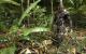 Crysis-Screenshot-Wettbewerb mit Nvidia und MSI