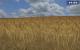 Landwirtschafts-Simulator 2009 Demo: "Ein Bett im Kornfeld ...."
