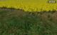 Landwirtschafts-Simulator 2009 Demo: Felder wohin das Auge blickt