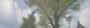 Call of Duty 2 (2005): Vegetation