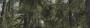 Call of Duty 5 (2008): Vegetation