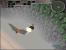1995: Terminal Velocity