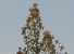 ArmA 2 Patch v1.02 (7)
