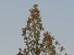 ArmA 2 Patch v1.02 (6)