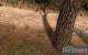 2009: Stalker: Call of Pripyat (DirectX-11-Schatten)