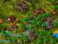 Die Siedler 3 11