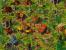Die Siedler 4 17