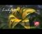 AMD DirectX 11 Demo HD 5800 Windows 7 Ladybug 01