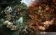 Heroes of Newerth: 76 versus 89 (Presse versus User)