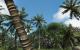 Crysis darf in keiner Galerie fehlen: Dieser Karibik-Schnappschuss entstand nebenher – und solche Bilder sind ja bekanntlich die besten. 